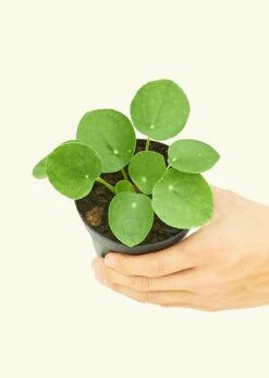 Chinese Money Plant, Small -Home Living Store 4PILEA PEPEROMIOIDES 3 1