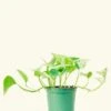 Pothos 'Marble Queen', Small -Home Living Store 4POTHOS MARBLEQUEEN 1 9838239b 7d17 4c6d 978a b67839708889