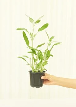 Sage, 4 Pack -Home Living Store 4SAGE 2