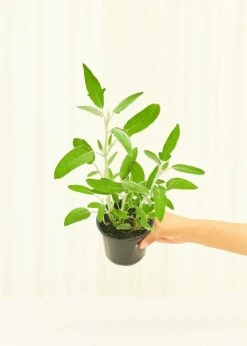 Sage, 4 Pack -Home Living Store 4SAGE 3