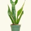 Snake Plant 'Laurentii', Small -Home Living Store 4SNAKE LAURENTII 1 91b529c4 3379 4b5f 9a48 4ef5fef39773