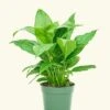 Peace Lily, Small -Home Living Store 4SPATH REGULAR 1 1 4e362bb7 8d83 4810 958e 335d9930eecf