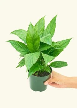 Peace Lily, Small -Home Living Store 4SPATH REGULAR 3 1 7abf0f11 8cec 4d16 adf8 d9e0090c94b2