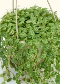 String Of Turtles, Medium -Home Living Store 4STRINGOF TURTLES 4