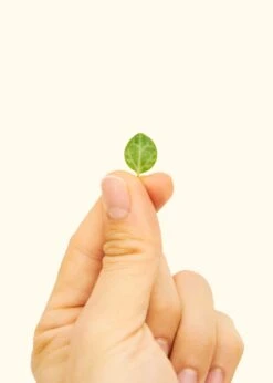 String Of Turtles, Medium -Home Living Store 4STRINGOF TURTLES 5