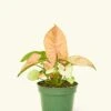 Pink Arrowhead Plant, Small 2 Pink Arrowhead Plant, Small -Home Living Store 4SYNGONIUM PINK 1 1 c336745d f241 4ee1 9861 03198d2f57a7