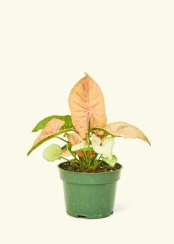 Pink Arrowhead Plant, Small