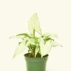 White Arrowhead Plant, Small 2 White Arrowhead Plant, Small -Home Living Store 4SYNGONIUM WHITEBUTTERFLY 1 5f315923 a201 4524 bbe0 f5602f78c6f7