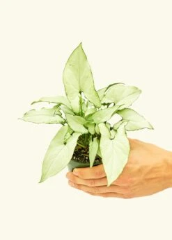 White Arrowhead Plant, Small -Home Living Store 4SYNGONIUM WHITEBUTTERFLY 3 651035ce 82d4 45be 8793 1182318078e1