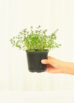 Thyme, 4 Pack -Home Living Store 4THYME 2