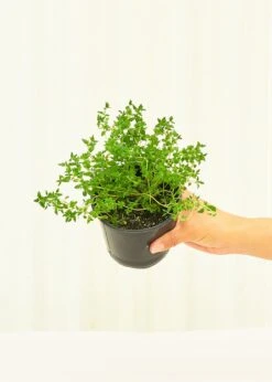 Thyme, 4 Pack -Home Living Store 4THYME 3