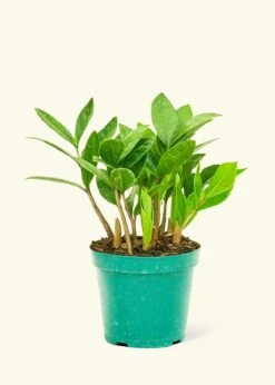 ZZ Plant, Small