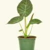 Alocasia 'Regal Shields', Medium -Home Living Store 6ALOCASIA REGALSHIELD 1 6d91c0eb bcdd 4d2a 911e 41663e61387e