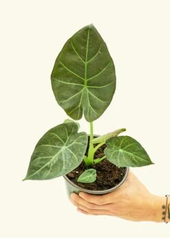 Alocasia 'Regal Shields', Medium -Home Living Store 6ALOCASIA REGALSHIELD 3 568e5d45 abc7 49d9 b958 a34cb56cd764