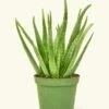 Aloe Vera, Medium -Home Living Store 6ALOE VERA 1 1