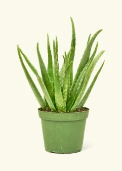 Aloe Vera, Medium