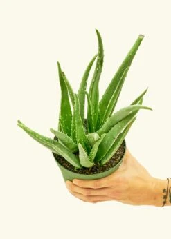 Aloe Vera, Medium -Home Living Store 6ALOE VERA 3 1