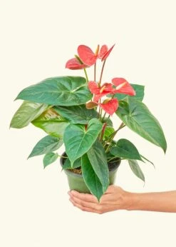 Anthurium 'Red Flamingo', Medium -Home Living Store 6ANTHURIUM RED 3 452a6837 8bf5 4bd6 92ad cc501065e543