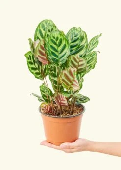 Peacock Plant, Medium -Home Living Store 6CALATHEA MAKOYANA 3 fe0bb489 08fb 4a92 a254 b4daf0828def