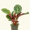Calathea 'Medallion', Medium -Home Living Store 6CALATHEA MEDALLION 1 8dcd173e 4775 4645 b2ff 3de14e954064