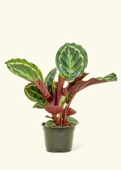Calathea 'Medallion', Medium