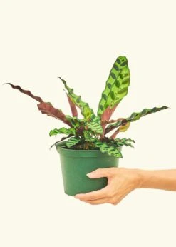 Home Living Store 22 Home Living Store -Home Living Store 6CALATHEA RATTLESNAKE 2 87f8aa77 33f2 4248 b1b9 21f5234de0c7