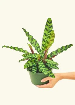 Calathea 'Rattlesnake', Medium 23 Calathea 'Rattlesnake', Medium -Home Living Store 6CALATHEA RATTLESNAKE 3 ac148df9 db11 41ac 9c54 c9e927d718df