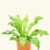 Bird's Nest Fern, Medium -Home Living Store 6FERN BIRDSNEST 1 13f1dc19 595c 4d7e bf1f 04b871a47605