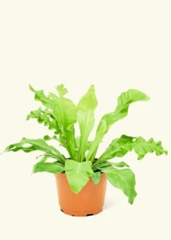 Bird's Nest Fern, Medium
