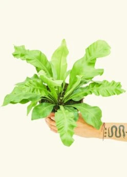 Bird's Nest Fern, Medium -Home Living Store 6FERN BIRDSNEST 3 672bd477 06ef 4bc6 865f cbe8112047e1