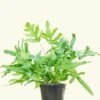 Blue Star Fern, Medium -Home Living Store 6FERN BLUESTAR 1 280b132d c16f 46ff 88d9 1e83d01fd1e8