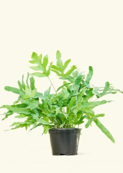 Blue Star Fern, Medium