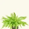 Boston Fern, Medium -Home Living Store 6FERN COMPACTA 1 50d87137 c467 4cb8 ae0c 7e71433e6b4b