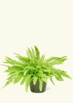 Boston Fern, Medium