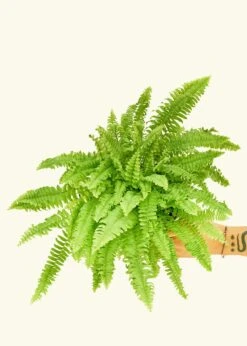 Boston Fern, Medium -Home Living Store 6FERN COMPACTA 3 55e0a9a9 2c93 4081 9bc4 f8487ac99fea