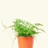 Rabbit Foot Fern, Medium -Home Living Store 6FERN RABBITFOOT 1 00e647ad a05c 418e 8da3 7b47a5b81f1a