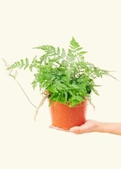Rabbit Foot Fern, Medium -Home Living Store 6FERN RABBITFOOT 3 d5137f88 fbfd 45ad 83c0 b06a397ec772