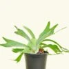 Staghorn Fern, Medium -Home Living Store 6FERN STAGHORN 1 001b5590 ea1c 4e26 8bf8 8999e1cec873