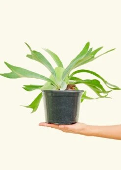 Staghorn Fern, Medium -Home Living Store 6FERN STAGHORN 2 08523891 6d2a 48db beca 35f921ef5d3d