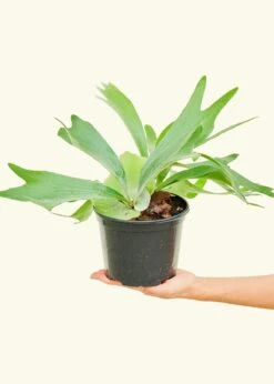 Staghorn Fern, Medium -Home Living Store 6FERN STAGHORN 3 c272ee2c 65bb 419a bd95 241ced8df6ae