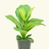 Fiddle Leaf Fig, Medium