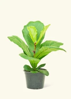 Fiddle Leaf Fig, Medium
