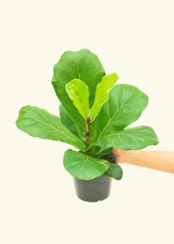 Fiddle Leaf Fig, Medium -Home Living Store 6FICUS LYRATA 3 102747cb 474b 4a94 94a9 be9028da6171