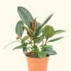 Rubber Tree 'Burgundy', Medium -Home Living Store 6FICUS RUBBER 1 1 c1461520 06f7 48c4 9045 e92ee9a536da