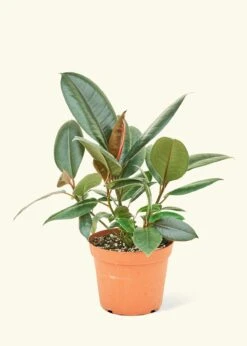 Rubber Tree 'Burgundy', Medium