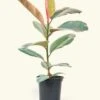 Ruby Rubber Tree, Medium 2 Ruby Rubber Tree, Medium -Home Living Store 6FICUS RUBY 1 bae92038 75aa 4e71 91c3 67b27bb73490