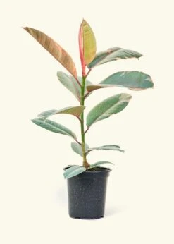 Ruby Rubber Tree, Medium