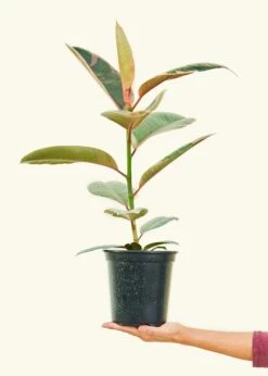 Ruby Rubber Tree, Medium -Home Living Store 6FICUS RUBY 2 0fa400bc f377 4793 8d1d 8594694516e5