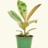 Ficus 'Tineke', Medium