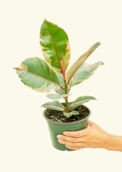 Ficus 'Tineke', Medium 24 Ficus 'Tineke', Medium -Home Living Store 6FICUS TINEKE 3 86ad7854 0f29 403e 8ea0 085da1a34660